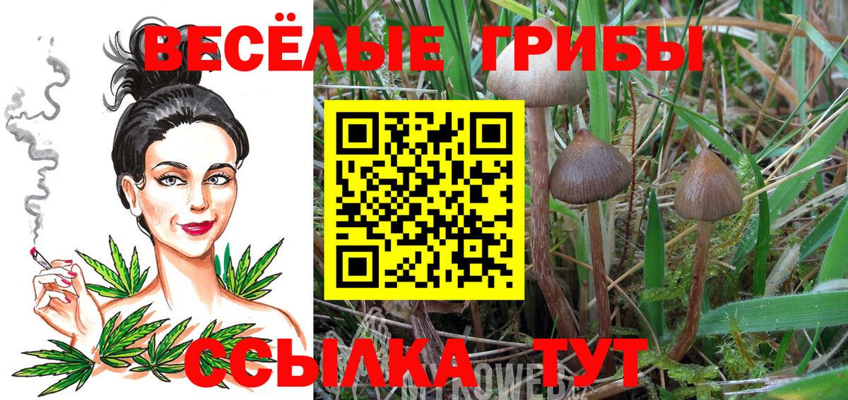 Ивантеевка  Псилоцибиновые грибы Psilocybe  Вход с VPN 